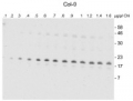 CNfu1 | NifU-like protein 1 (chloroplastic)